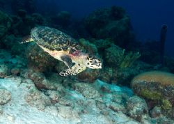 Going down!
Young Hawksbill turtle racing down the slope... by Maryke Kolenousky 